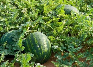The Secret to a Succulent Summer: Why Watermelons Are a Tasty Treat, but a No-Go on the Family Altar