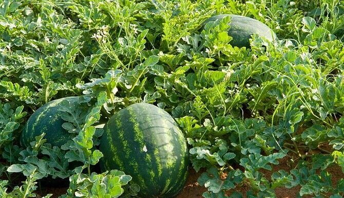 The Secret to a Succulent Summer: Why Watermelons Are a Tasty Taboo on Ancestral Altars