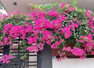 The Secret to Caring for Trumpet Vine, Blooming Brilliantly for Tet