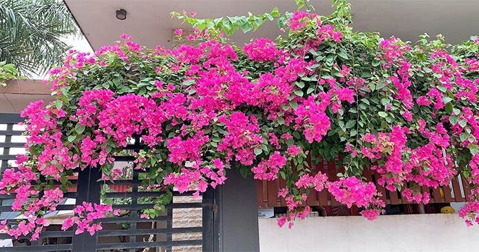 The Secret to Caring for Trumpet Vine, Blooming Brilliantly for Tet