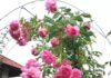 The Ultimate Guide to Easy-Care Roses: 6 Varieties for Beginners