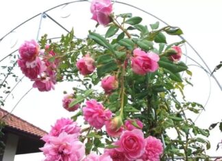 The Ultimate Guide to Easy-Care Roses: 6 Varieties for Beginners