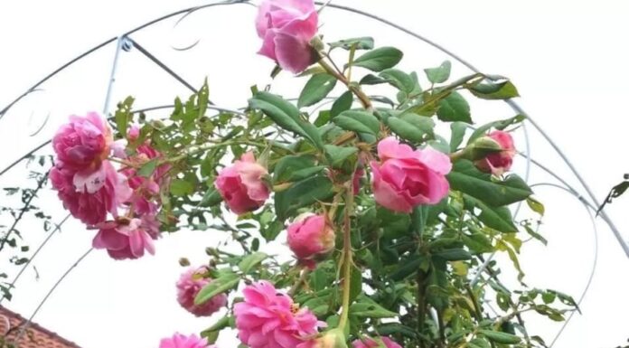 The Ultimate Guide to Easy-Care Roses: 6 Varieties for Beginners