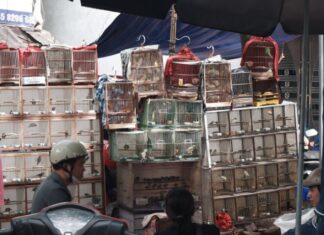 The Capital’s Unique Monthly Gathering: A Market Where Men Congregate to Admire, Not Purchase.