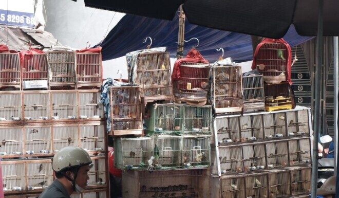 The Capital’s Unique Monthly Gathering: A Market Where Men Congregate to Admire, Not Purchase.