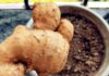The Ultimate Guide to Ginger: How to Keep it Fresh and Potent for Months