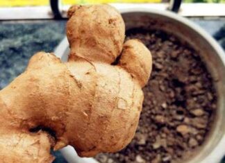 The Ultimate Guide to Ginger: How to Keep it Fresh and Potent for Months