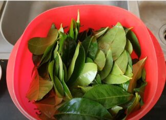 The Ultimate Guide to Brewing the Perfect Iced Green Tea: Achieving that Vibrant Green Colour and Smooth Taste