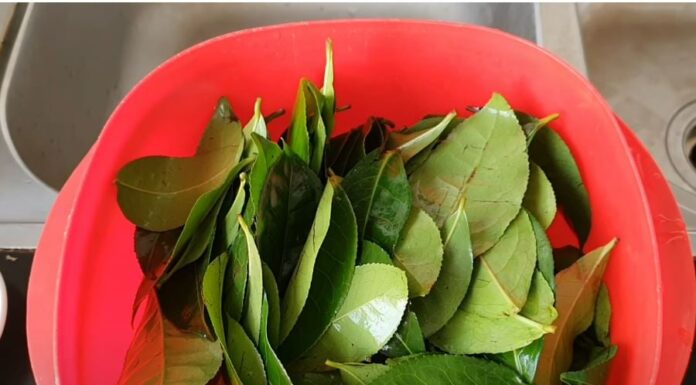 The Ultimate Guide to Brewing the Perfect Iced Green Tea: Achieving that Vibrant Green Colour and Smooth Taste