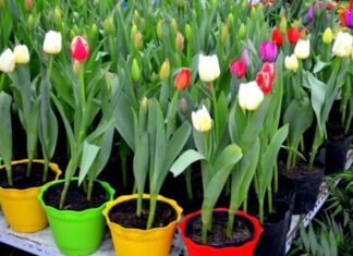 The Unfortunate Four: Plants That Bring Bad Luck and Financial Ruin to Your Home, and Why You Should Avoid Them at All Costs