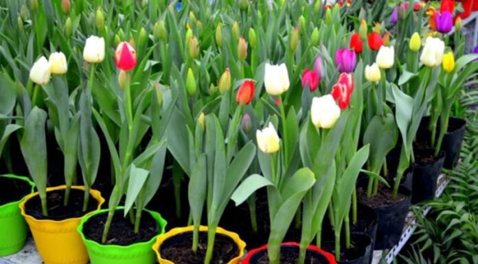 The Unfortunate Four: Plants That Bring Bad Luck and Financial Ruin to Your Home, and Why You Should Avoid Them at All Costs