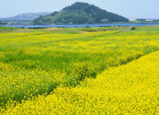 The Sunny Charm of Yellow Rapeseed Flowers: Unveiling Their Symbolic Meaning and Compatibility with Zodiac Signs and Elements