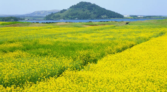 The Sunny Charm of Yellow Rapeseed Flowers: Unveiling Their Symbolic Meaning and Compatibility with Zodiac Signs and Elements