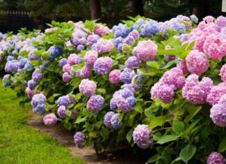 The Ultimate Guide to Two Blooming Beauties: A Year-Round Floral Extravaganza