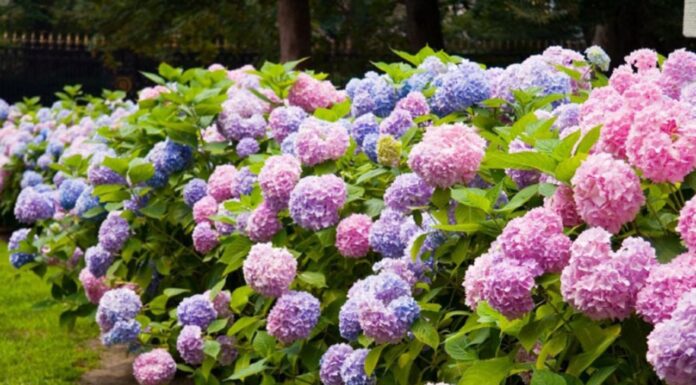 The Ultimate Guide to Two Blooming Beauties: A Year-Round Floral Extravaganza