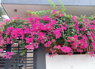 The Secret to Blooming Crepe Flowers: A Gardener’s Guide
Avoid plain water at all costs when caring for your crepe flowers this season. Instead, embrace a special watering technique to ensure a burst of vibrant colors just in time for the holidays.