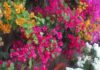 The Secret to Healthy Bougainvillea: Unveiling the Ultimate Care Guide for Vibrant Blooms