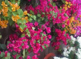 The Secret to Healthy Bougainvillea: Unveiling the Ultimate Care Guide for Vibrant Blooms