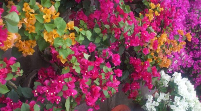 The Secret to Healthy Bougainvillea: Unveiling the Ultimate Care Guide for Vibrant Blooms