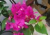 The Ultimate Guide to a Lush Bougainvillea Display This Lunar New Year 2025