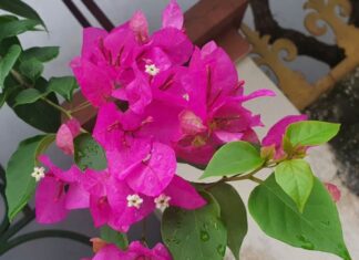 The Ultimate Guide to a Lush Bougainvillea Display This Lunar New Year 2025