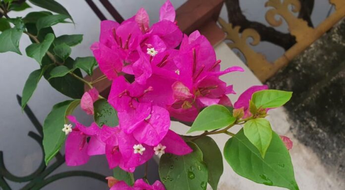 The Ultimate Guide to a Lush Bougainvillea Display This Lunar New Year 2025