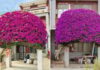 How to Make Your Bougainvillea Bloom Just in Time for Tet: The ‘One-Many, One-Few’ Rule