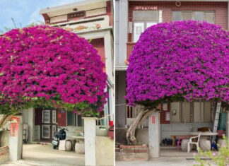 How to Make Your Bougainvillea Bloom Just in Time for Tet: The ‘One-Many, One-Few’ Rule
