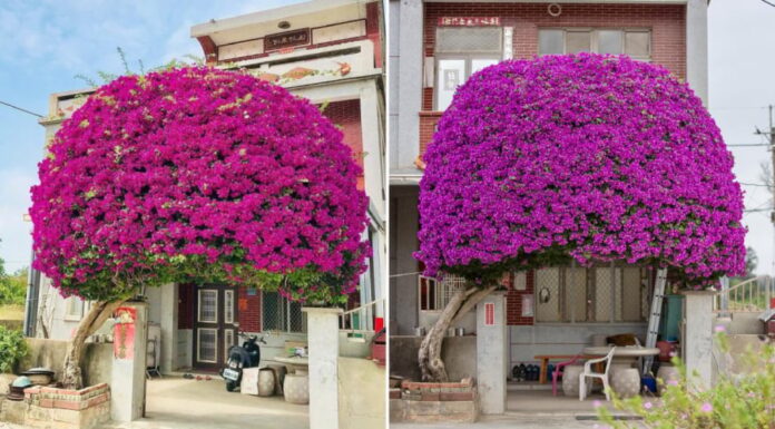 How to Make Your Bougainvillea Bloom Just in Time for Tet: The ‘One-Many, One-Few’ Rule