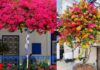 “The Secret to Making Your Bougainvillea Bloom: A Guide to a Burst of Color”