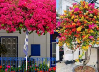 “The Secret to Making Your Bougainvillea Bloom: A Guide to a Burst of Color”