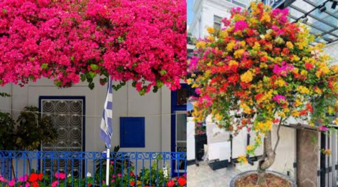 “The Secret to Making Your Bougainvillea Bloom: A Guide to a Burst of Color”