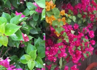 The Ultimate Guide to Transform Your Geraniums: From Scrawny to Abundant Blooms All Year Round