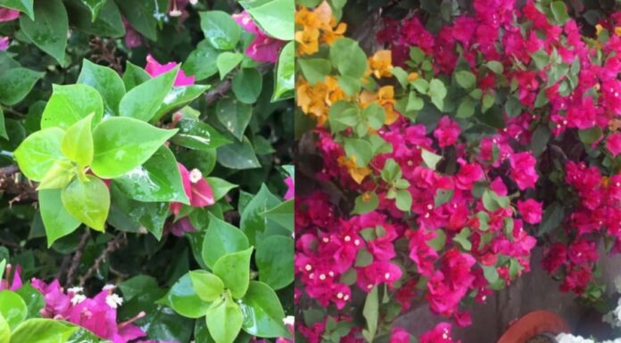 The Ultimate Guide to Transform Your Geraniums: From Scrawny to Abundant Blooms All Year Round