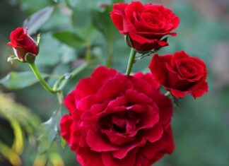 The Full Moon, the First Day of the Lunar Month: Adorn Your Home with These Four Flowers for Beauty, Peace, Health and Good Fortune