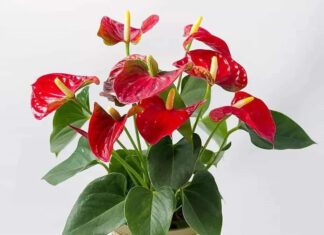 5 Tree Types That Suit Fire-Element People, Bring Them Wealth and Luck When Planted at Home