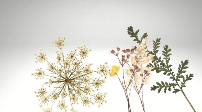 The Ancestors Were Right: The Less of These 3 Things You Have, the Richer You’ll Be.