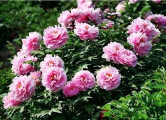 Attract Wealth and Prosperity: Plant These 3 Flowers at Your Doorstep