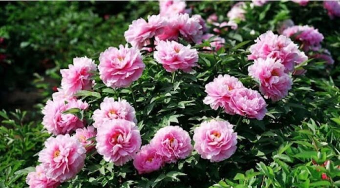 Attract Wealth and Prosperity: Plant These 3 Flowers at Your Doorstep