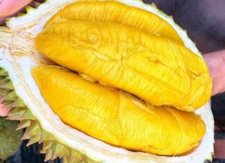 8 Native Vietnamese Fruits: Never Imported from China, Safe for Your Family’s Consumption