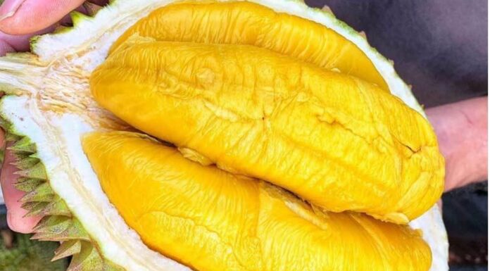 8 Native Vietnamese Fruits: Never Imported from China, Safe for Your Family’s Consumption