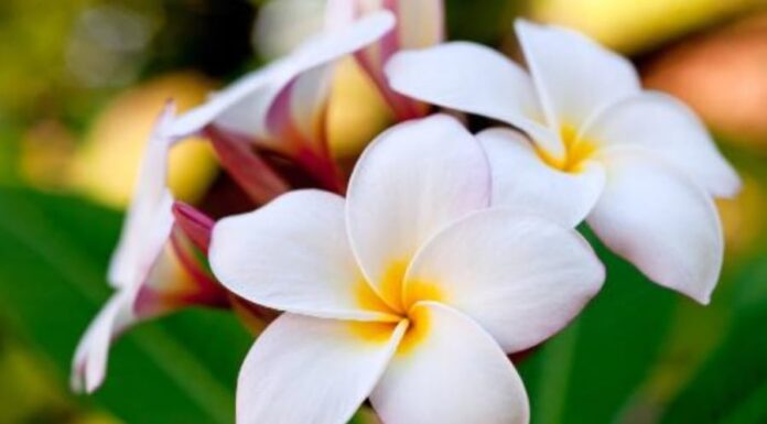 The 7 Types of Flowers and Ornamental Plants That Are Both Beautiful and Medicinal