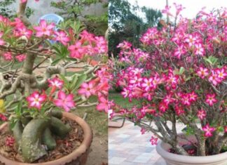 The Secret to Wealth and Prosperity: Unlocking the Power of the Gardenia Plant