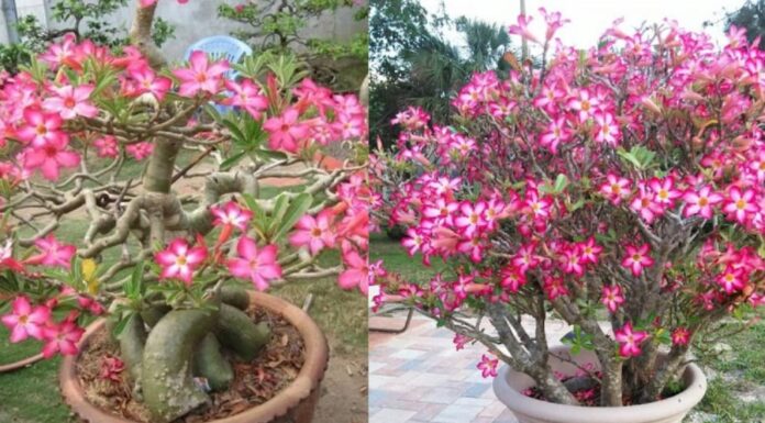 The Secret to Wealth and Prosperity: Unlocking the Power of the Gardenia Plant