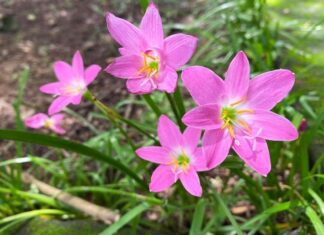 The 3 Most Beautiful Bulb Flowers to Plant Once and Enjoy All Year Long