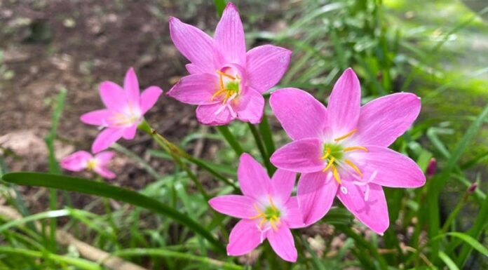 The 3 Most Beautiful Bulb Flowers to Plant Once and Enjoy All Year Long