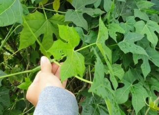 “Nature’s Hidden Gem: The Sweet Veggie with a Magic Touch”