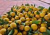 The Ultimate Guide to Identifying Authentic Vinh Oranges