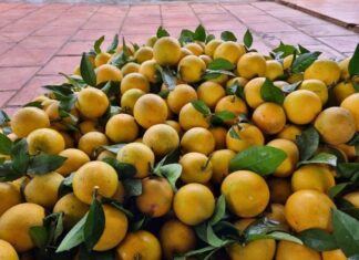 The Ultimate Guide to Identifying Authentic Vinh Oranges