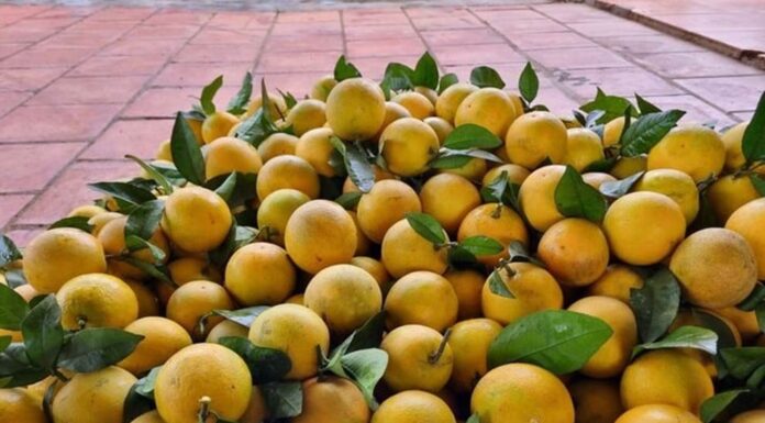 The Ultimate Guide to Identifying Authentic Vinh Oranges